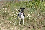 FOX TERRIER POIL LISSE 059